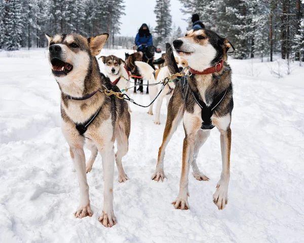 Άτομα σε μεγαλόσωμος σκύλους έλκηθρο με το χειμώνα δάσος Βόρειας Φινλανδίας — Φωτογραφία Αρχείου