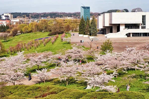 La gente en el cerezo sakura flores jardín floreciendo — Foto de Stock