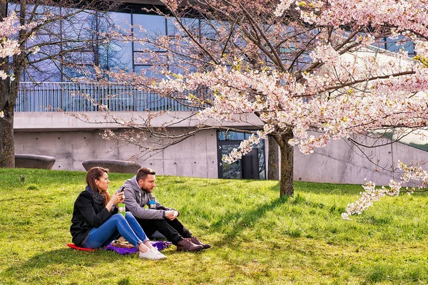 桜の木や桜庭咲く花に座ってカップル — ストック写真