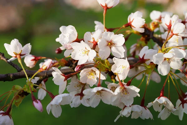Cerejeira ou flores sakura florescer no fundo verde primavera — Fotografia de Stock