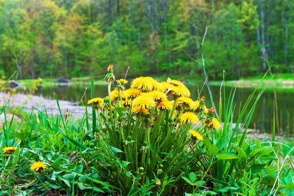 Кульбаби квіти на ставок у Вільнюсі Балтійського — стокове фото
