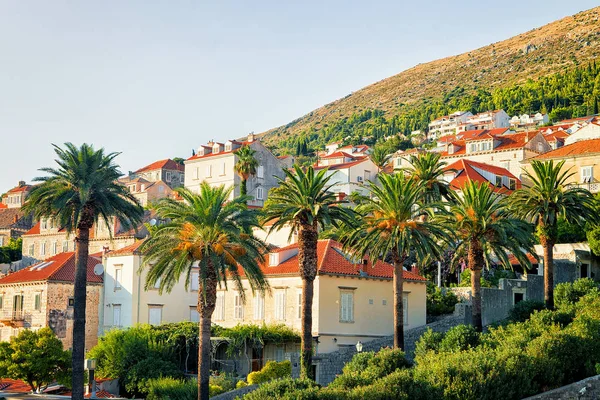 Edifícios entre palmeiras na cidade velha de Dubrovnik Croácia — Fotografia de Stock