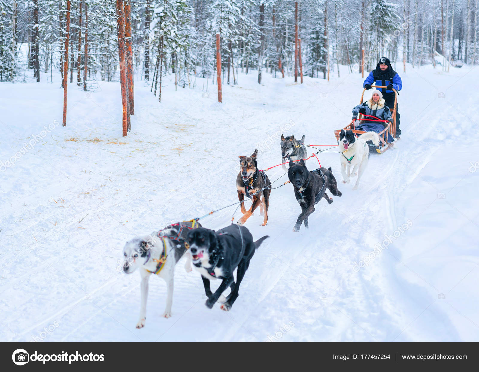 hund fährt schlitten