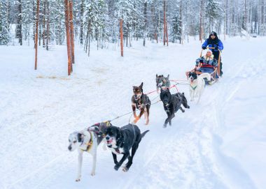Lapland kış Fin orman içinde Husky kızak sürme aile
