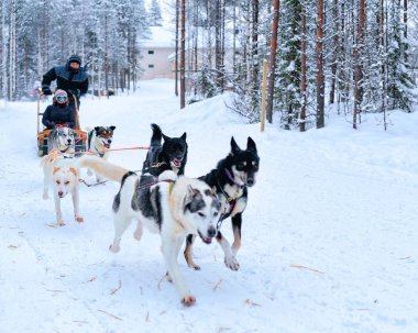 Lapland kış Fin orman içinde halletme husky sürme aile