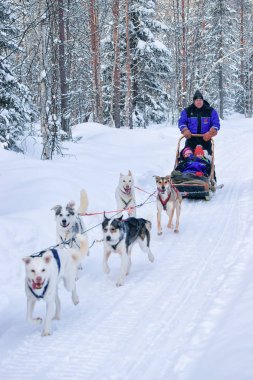 Aile, Lapland kış Fin ormandaki Husky kızak sürme