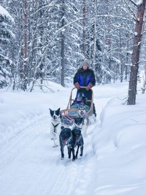 Husky Lapland kış Fin ormandaki kızakta sürme aile