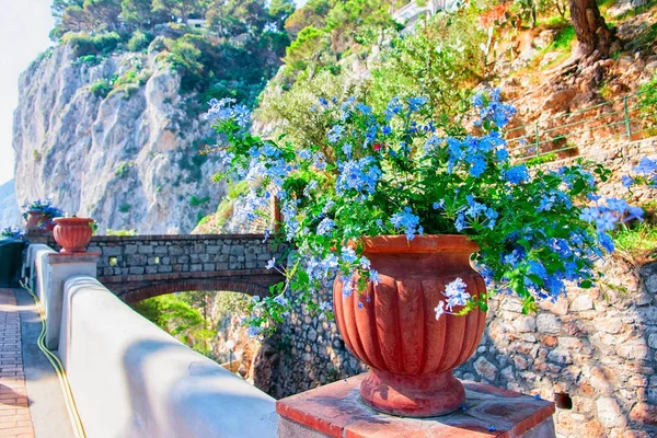 Fiori in vaso ai Giardini di Augusto a Capri — Foto Stock