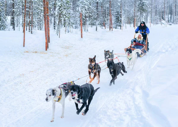 Family riding husky sled in Lapland at winter Finnish forest — Stock Photo, Image