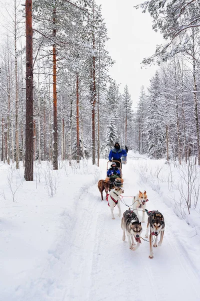 Asian tourists sitting in husky sledge in Lapland Finland Rovaniemi — Stock Photo, Image