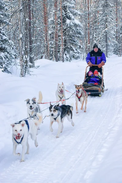 Familia montando trineo husky en Laponia en invierno Bosque finlandés —  Fotos de Stock