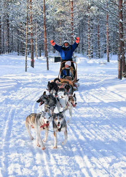 Familie rijden husky slee in Lapland bij winter Finse forest — Stockfoto