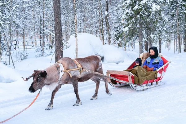 父亲与孩子骑驯鹿雪橇在冬季罗瓦涅米 — 图库照片