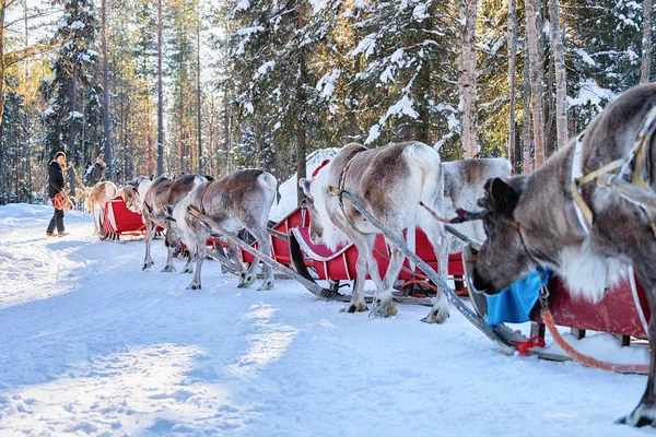 People riding Reindeer sledge caravan in winter forest in Lapland — Stock Photo, Image