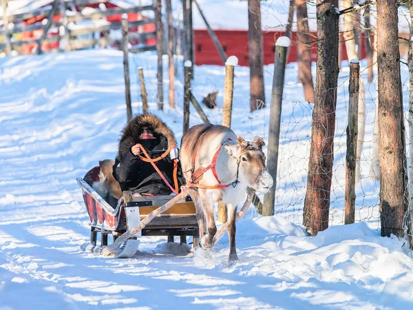 Mujer montando Reno trineo en invierno Rovaniemi —  Fotos de Stock