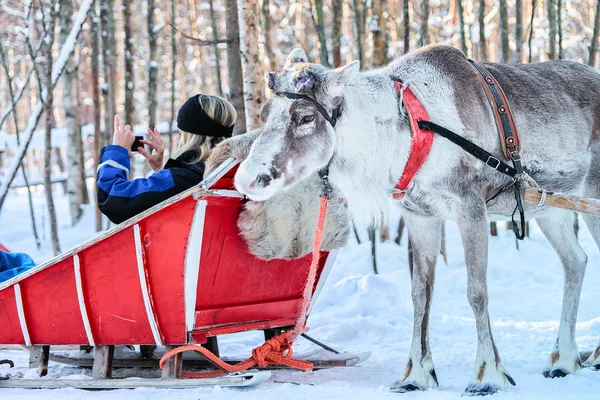 Woman in sled takes photo of reindeer winter Rovaniemi Lapland — Stock Photo, Image