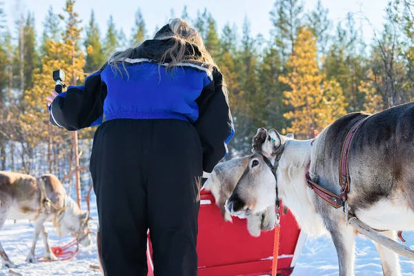 Mujer toma fotos de renos en invierno Rovaniem —  Fotos de Stock