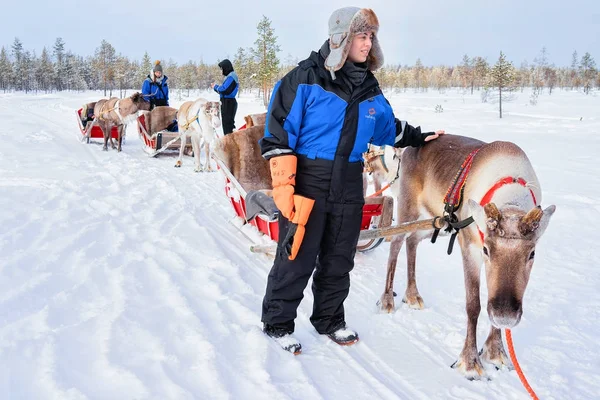 Mujer mientras Reno trineo caravana en bosque de invierno en Laponia —  Fotos de Stock
