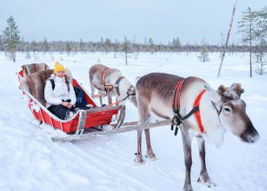 Kız kış Rovaniemi Ren geyiği kızak sürme
