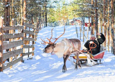 Ren geyiği kızak kış Rovaniemi kişini