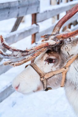 Kışın Lapland Rovaniemi Kuzey Finlandiya çiftliğinde Ren geyiği