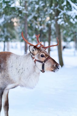 Ren geyiği çiftliğinde Lapland Rovaniemi Kuzey Finlandiya Kış