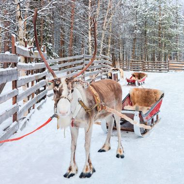 Ren geyiği ile kızak Rovaniemi Lapland Finland ormanında kış
