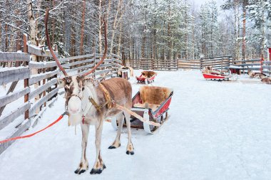 Ren geyiği ile kızak Rovaniemi Lapland Finland ormanında kış