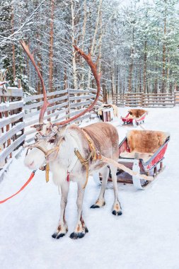 Rovaniemi Lapland Finland ormanında kış halletme ile Ren geyiği