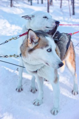 İki husky köpek kızağı Rovaniemi ormanında kış