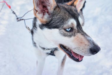 Husky köpek kızağı Rovaniemi ormanında kış