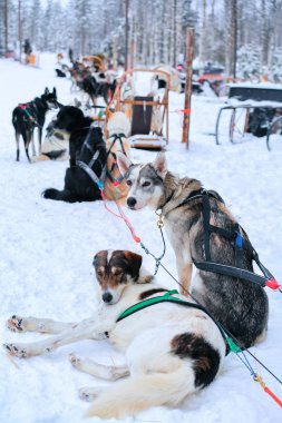Husky köpekleri kızak Fince Rovaniemi ormanında kış