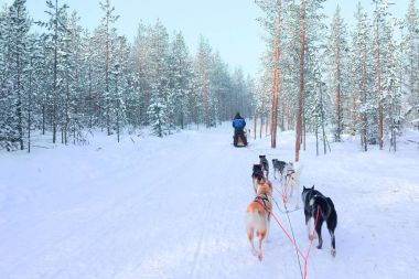 Kişi sürme husky kızak kış Fin ormandaki Lapland içinde