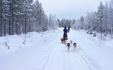 Rovaniemi orman Husky köpekleri kızak sürme aile