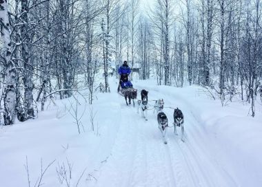 Rovaniemi ormandaki Husky köpekleri kızak sürme aile