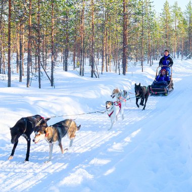 Lapland kış Finlandiya Husky kızak sürme aile