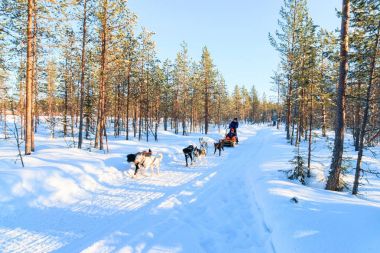 Lapland kış Finlandiya'da Husky kızak sürme aile