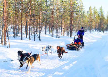 Lapland kış Finlandiya'da halletme husky sürme aile