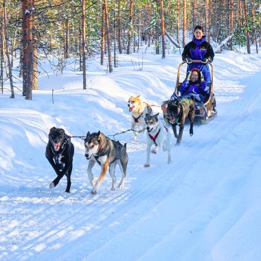 Lapland kış Finlandiya Husky kızak sürme aile