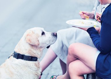 Labrador köpek sahibi yemek Vilnius yeme arıyorsunuz