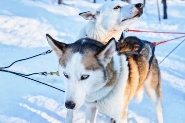 Husky köpekleri kızak Rovaniemi ormanında kış