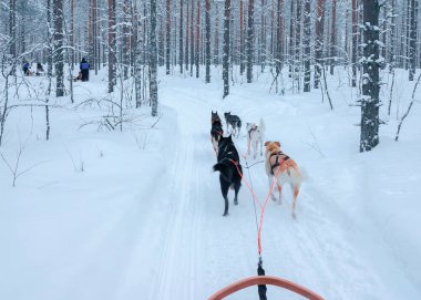 Husky köpekleri kızak Rovaniemi orman