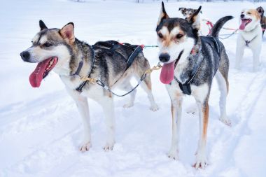 Husky köpekleri kızak kış Rovaniemi adlı