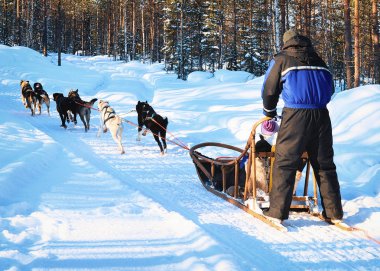 Adam sürme husky kızak Lapland içinde kış Rovaniemi
