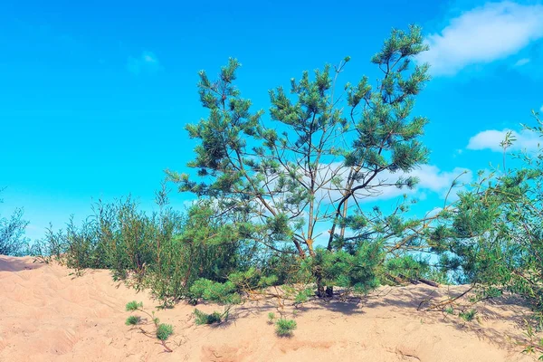 Pinheiro em duna de areia no Mar Báltico em Palanga — Fotografia de Stock