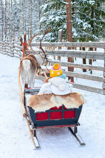 Girl riding Reindeer sled in winter Rovaniemi Lapland — Stock Photo, Image