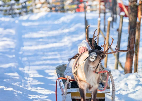 Kız Rovaniemi kışın halletme Ren geyiği tesisi — Stok fotoğraf