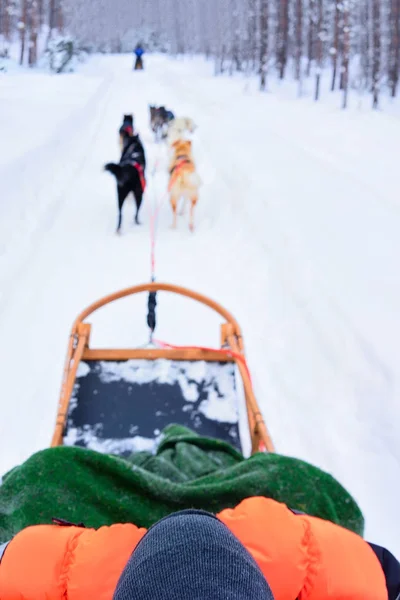 Man zit in husky slee in Lapland Finland Rovaniemi — Stockfoto