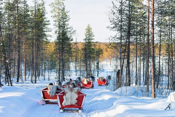 Ren geyiği sürme insanlar Rovaniemi ormanda kış karavanda kızak — Stok fotoğraf