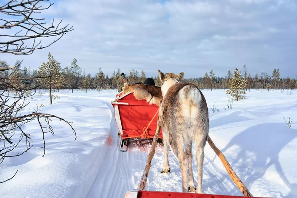 Gente montando caravana de trineo de renos en el bosque de invierno en Rovaniemi —  Fotos de Stock